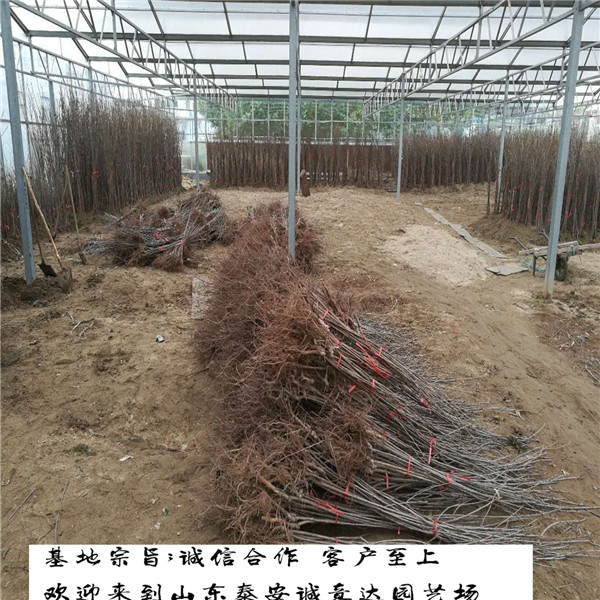 貴州大青葉柘木成熟時間