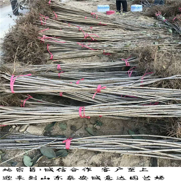 吉林吉塞拉小苗種植時(shí)間