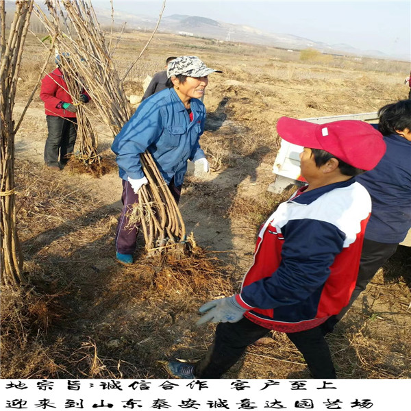 西藏吉塞拉6號砧木育苗基地在哪里