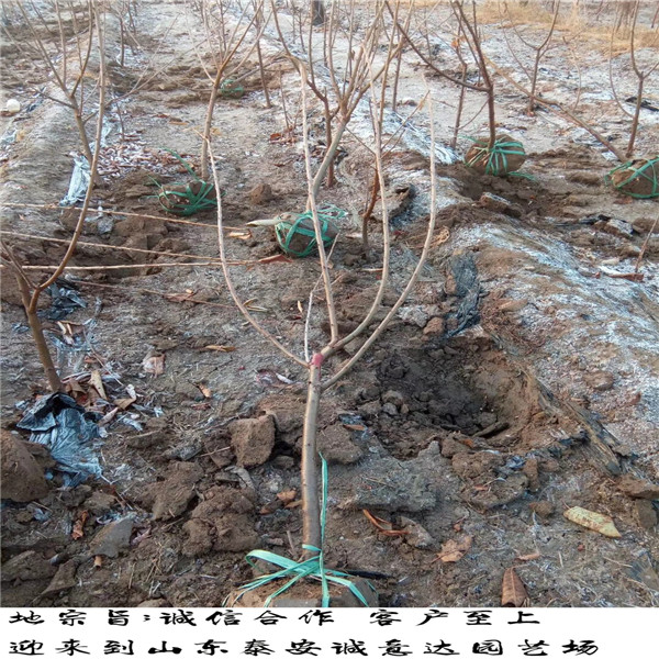 西藏大青葉柘木如何修剪