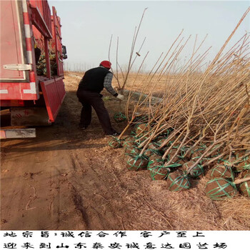 甘肅吉塞拉6號砧木量大報價