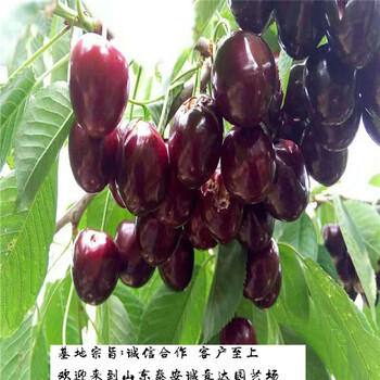 吉塞拉5號(hào)砧木采摘留意事項(xiàng)種植資訊