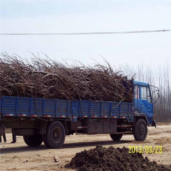 甘肃考特砧木大型基地