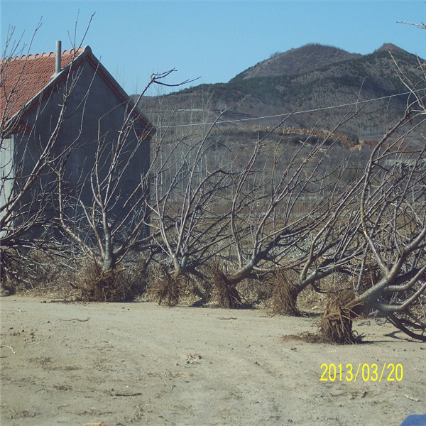 福建蘭丁砧木今年報價