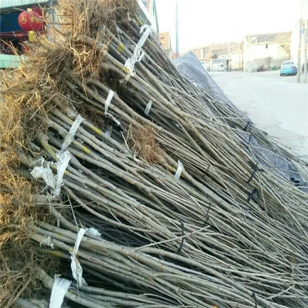 甘肅蘭丁砧木哪里便宜