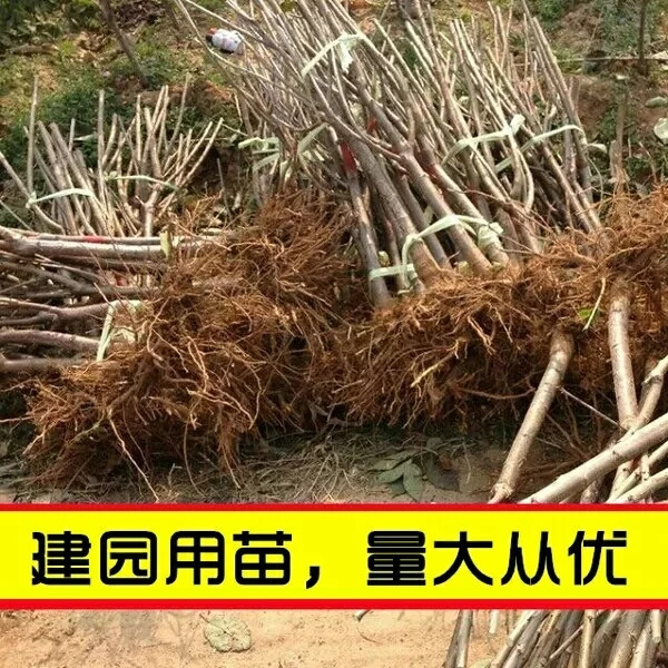 广东吉塞拉5号砧木主产区