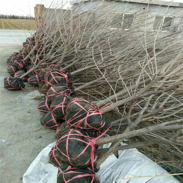 新疆吉塞拉12號砧木嫁接苗