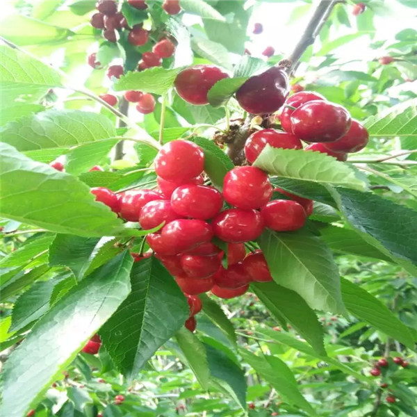 吉塞拉12號(hào)苗送種植光盤(pán)苗圃資訊