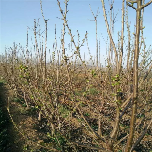 湖南吉塞拉12號砧木誠信經(jīng)營