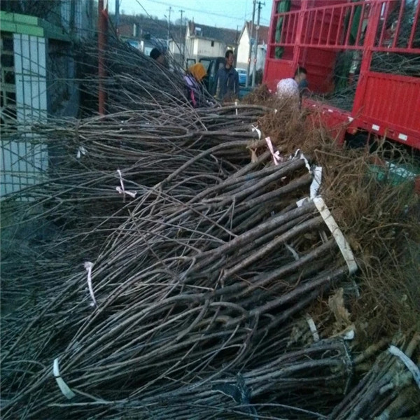 吉塞拉5號砧木采摘留意事項種植資訊