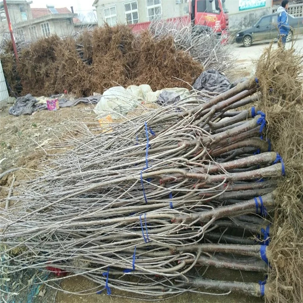吉塞拉12號(hào)砧木哪些品種特色好消息