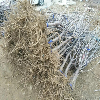 湖北考特砧木哪里有便宜
