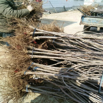 西藏吉塞拉6號(hào)砧木育苗基地在哪里