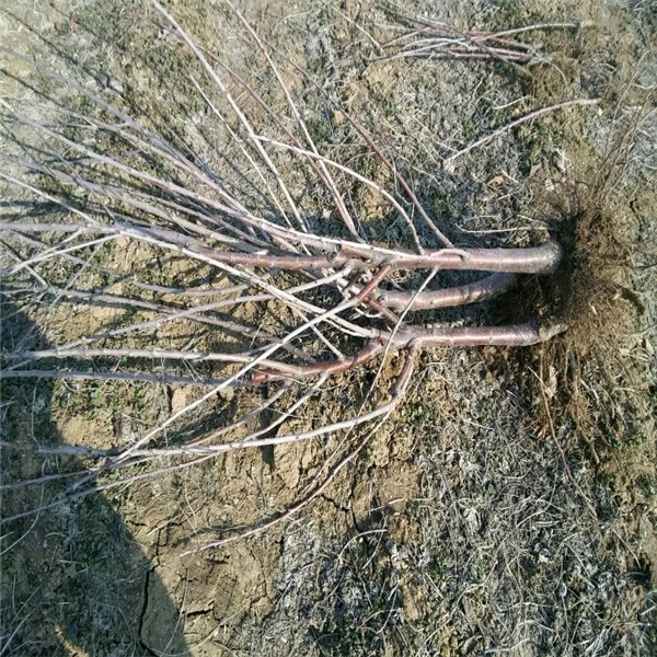 河北吉塞拉6號(hào)砧木種植時(shí)間