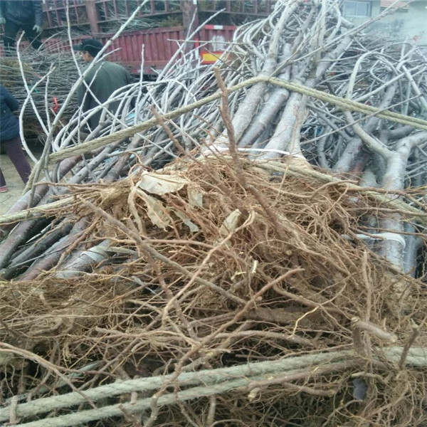 馬哈利柘木栽培辦法好消息