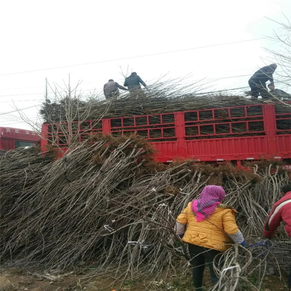 北京考特砧木育苗基地在哪里