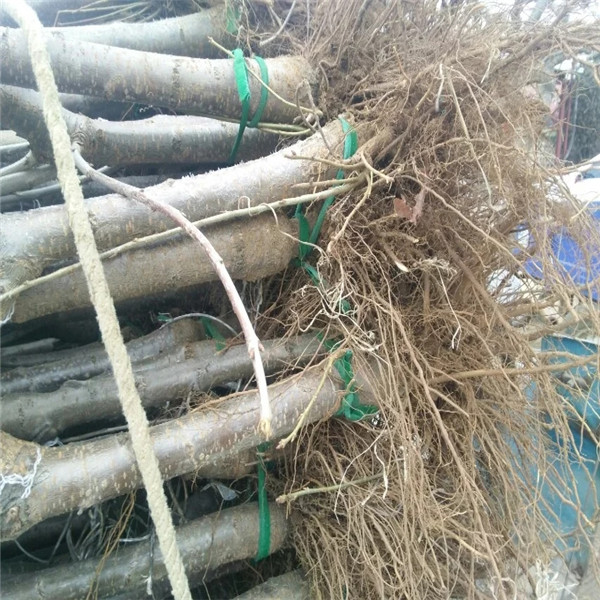 吉林吉塞拉6號(hào)砧木參考價(jià)