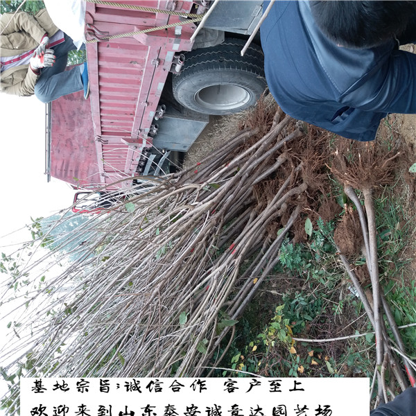 福建蘭丁砧木今年報價