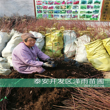 斯巴坦藍莓苗送種植光盤斯巴坦藍莓苗哪里有賣