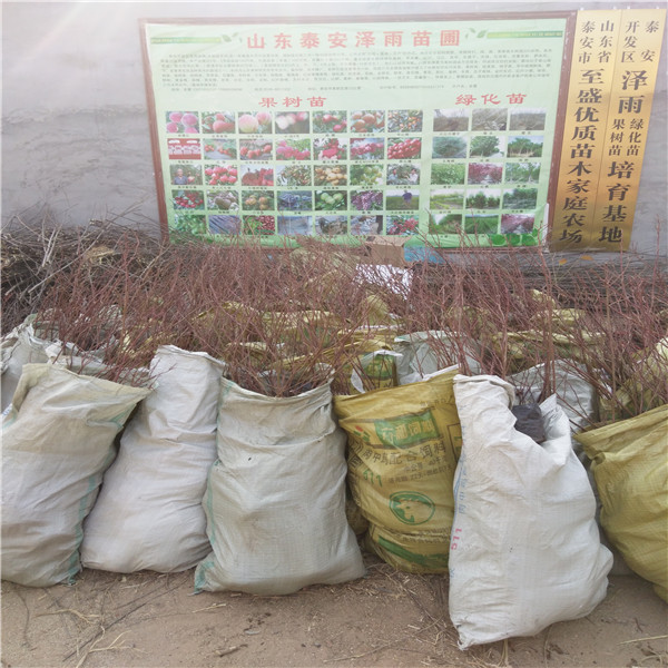 都克藍莓苗種植要領(lǐng)都克藍莓苗哪里有便宜