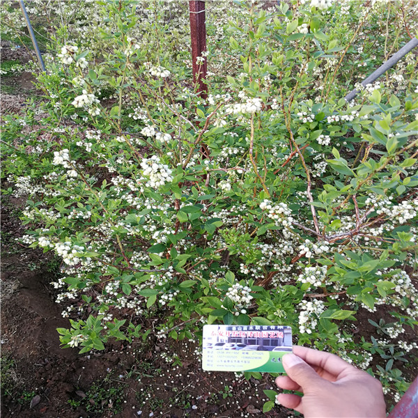 顶丰蓝莓苗种植要领顶丰蓝莓苗供应哪里有