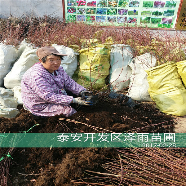 比洛克西蓝莓苗管理与用药比洛克西蓝莓苗供应便宜