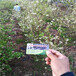 比洛克西蓝莓苗免费送技术比洛克西蓝莓苗哪里有卖