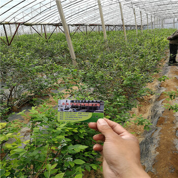 蓝莓苗苗圃莱克西蓝莓苗2018年价格