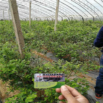 徳雷柏蓝莓苗矮化嫁接优点徳雷柏蓝莓苗哪里有培育