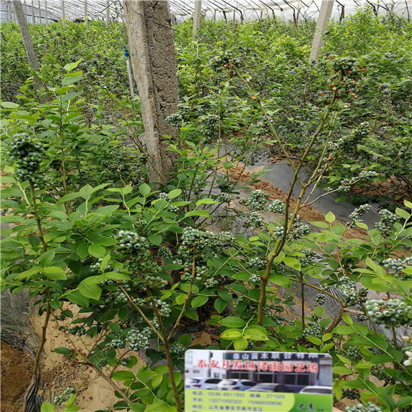 茹貝爾藍莓苗夏季管理和養(yǎng)護茹貝爾藍莓苗哪里有便宜