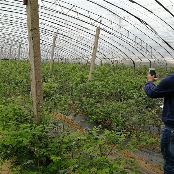 2年生莱克西蓝莓苗栽培办法介绍