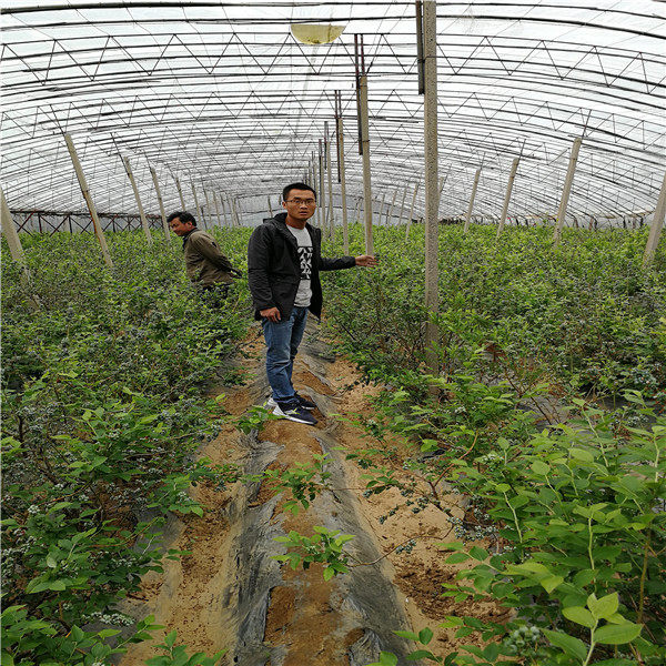 盆栽奥尼尔蓝莓苗种植技术