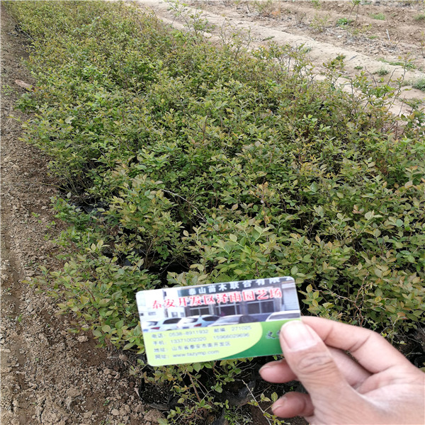 天后藍莓苗栽植要求天后藍莓苗多少錢(qián)便宜