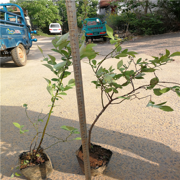 瑞卡蓝莓苗栽植要求瑞卡蓝莓苗哪里有卖