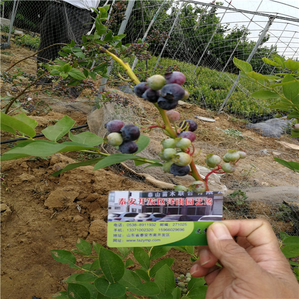 海岸蓝莓苗栽培办法海岸蓝莓苗批发便宜