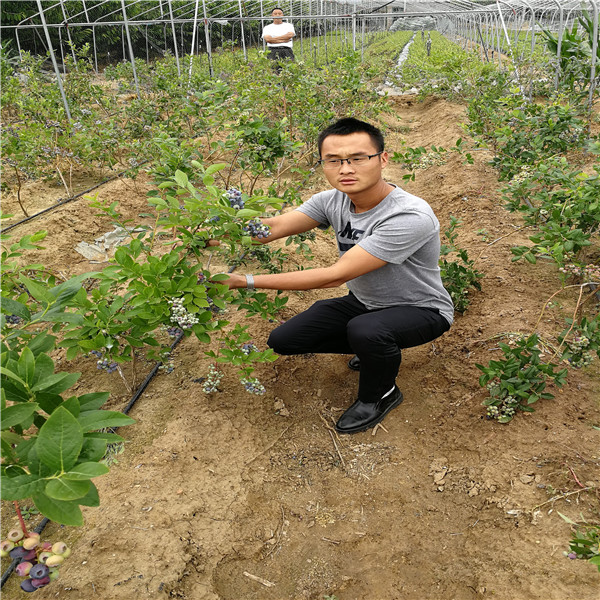奥尼尔蓝莓苗栽植要求