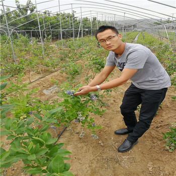 薄雾蓝莓苗浙江产区卖多少钱、