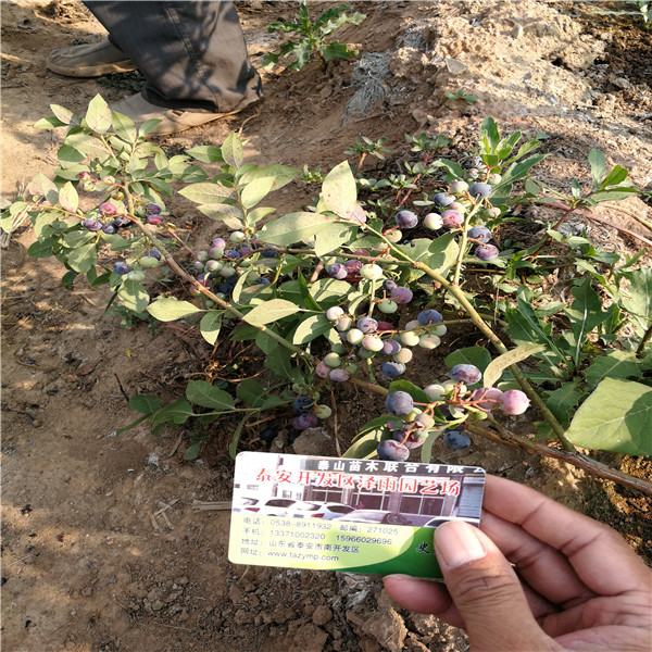 粉蓝蓝莓苗哪些品种特色粉蓝蓝莓苗哪里批发