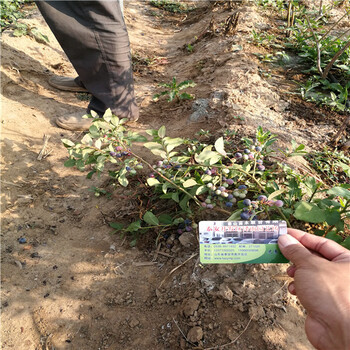 绿宝石蓝莓苗广东苗木种植知识
