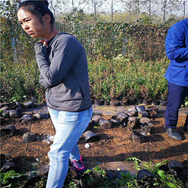 德雷珀藍(lán)莓苗成長特性德雷珀藍(lán)莓苗哪里有培育