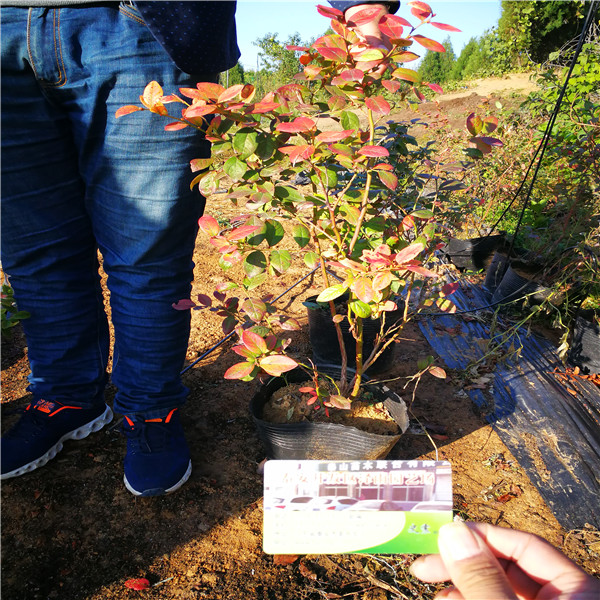 绿宝石蓝莓苗广东苗木种植知识