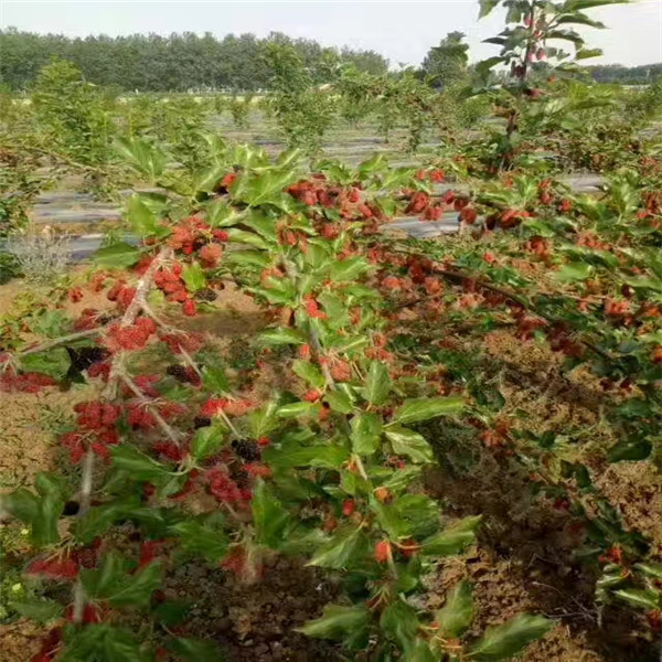 天后蓝莓苗改良土壤天后蓝莓苗哪里批发