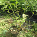 比洛克西藍莓苗種植具體方法比洛克西藍莓苗哪里賣便宜