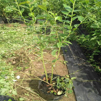 公爵藍莓苗種植要領(lǐng)公爵藍莓苗管理培育