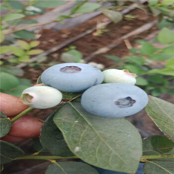 庫帕藍(lán)莓苗哪些品種特色庫帕藍(lán)莓苗多少錢便宜