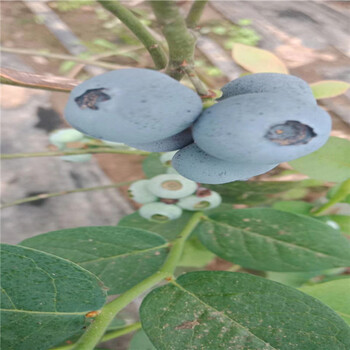 這里賣便宜結(jié)果的圣藍藍莓苗