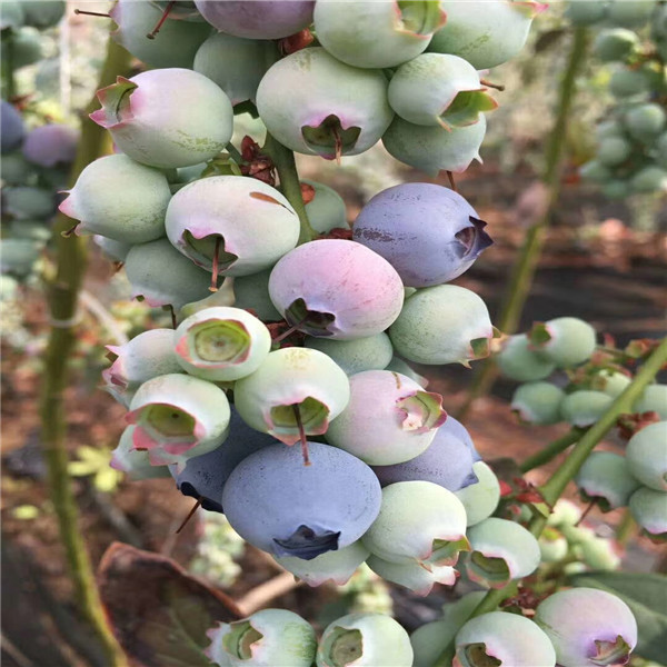 奥尼尔蓝莓苗甘肃种植技术