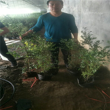 晚蓝蓝莓苗种植要领晚蓝蓝莓苗这里卖便宜