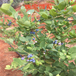 綠寶石藍莓苗吉林哪里有出售的