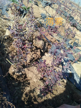 多少錢一棵2018年晚藍藍莓苗